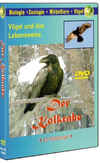 DVD Der Kolkrabe